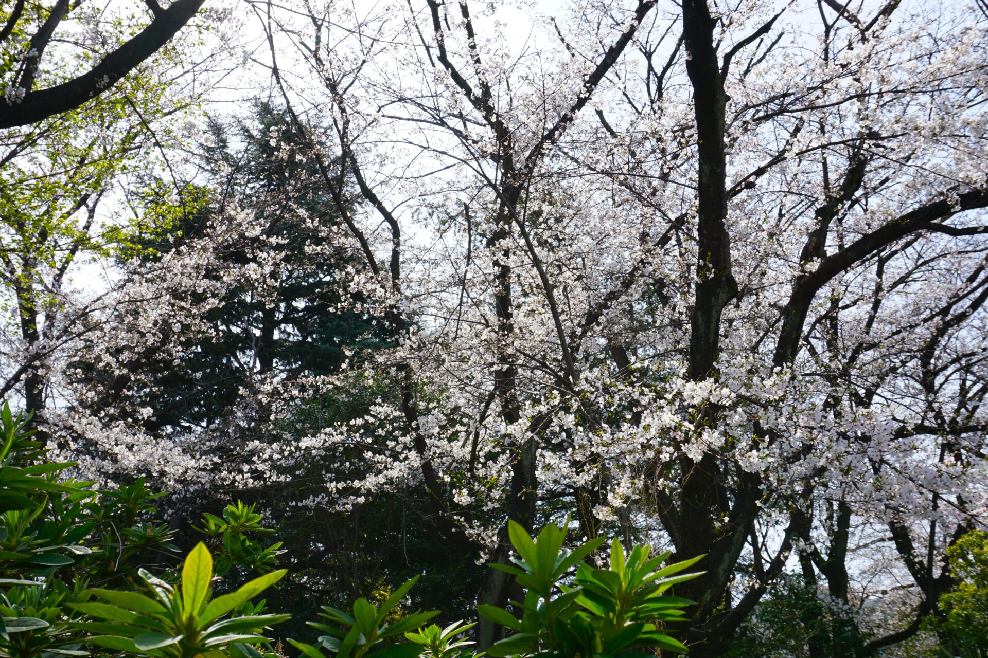 桜が綺麗な公園🌸